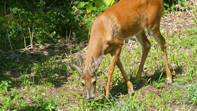 A young buck is shown developing new antlers, which are shown growing in velvet.