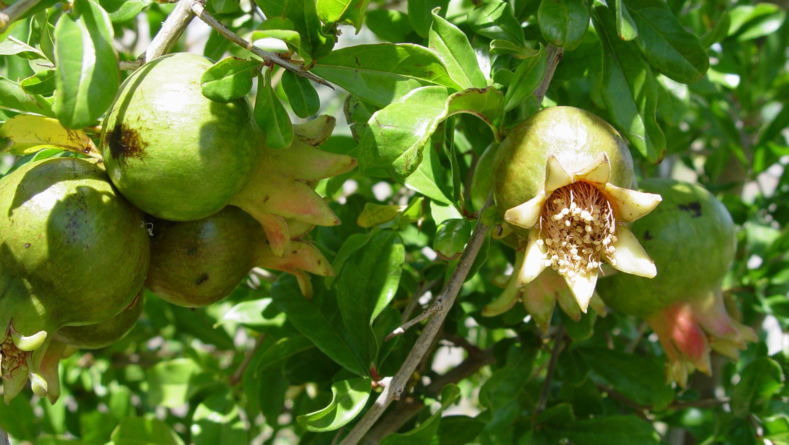 The Coachella Valley Is The Perfect Place To Grow Pomegranates