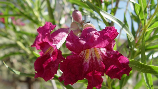 Learn which Chilopsis hybrids produce these fabulous red blooms.