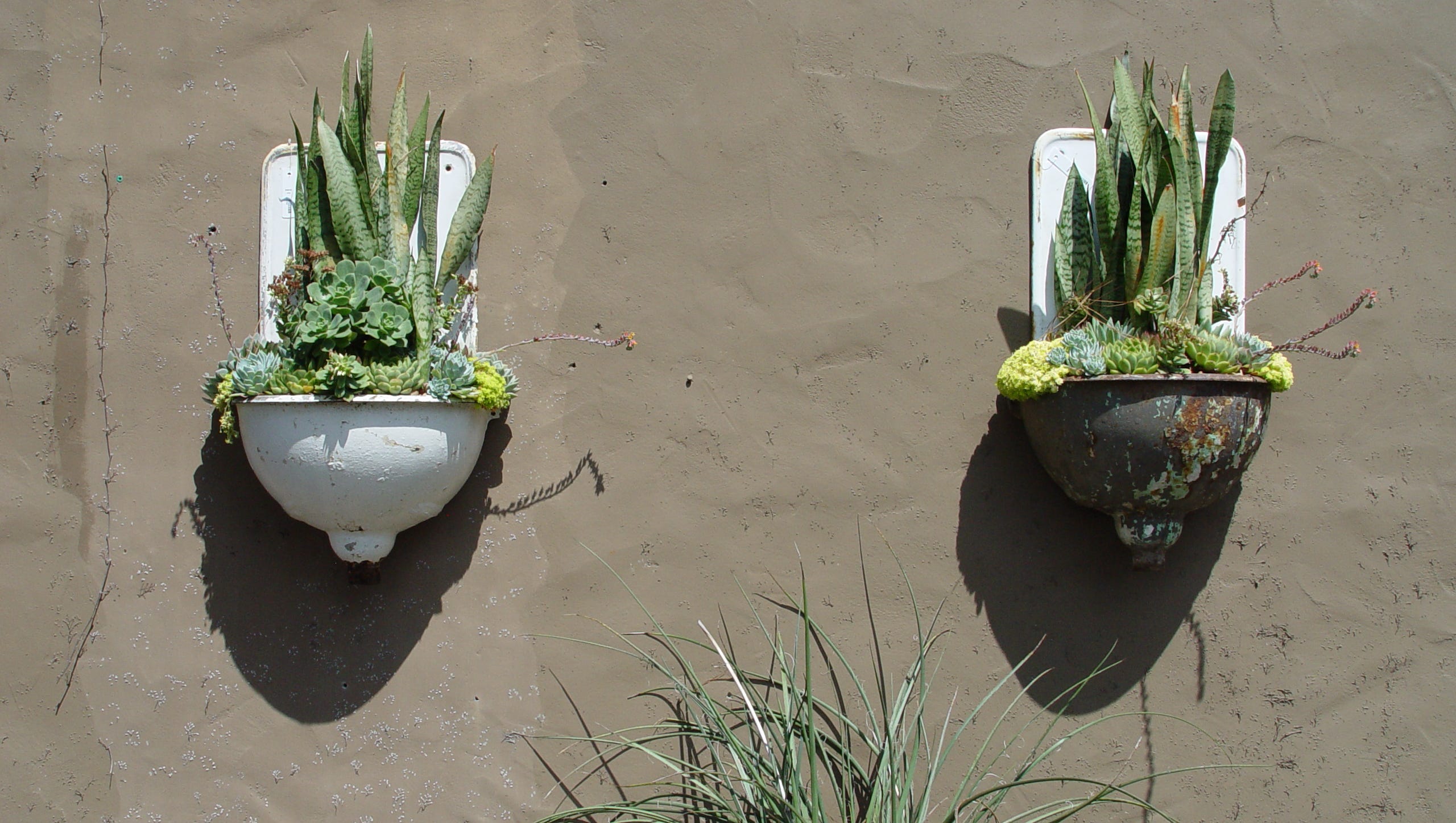 The Sansevieria Can Survive African Droughts And Areas With Little