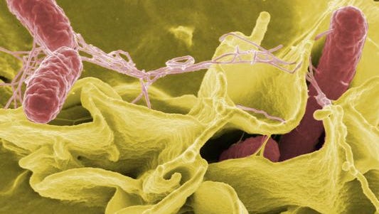Salmonella: What is it, how can you get it and can you die from it?
