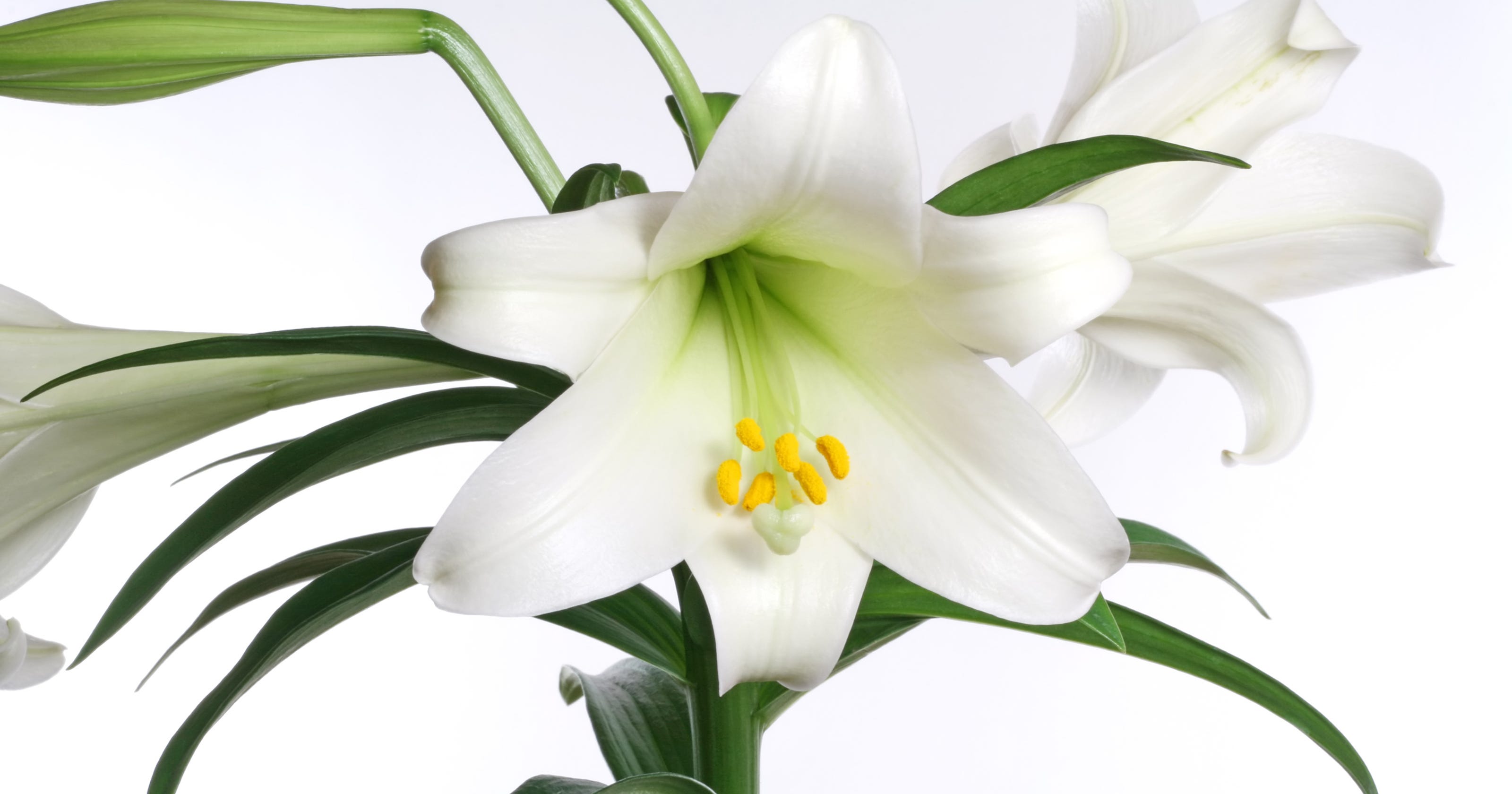 Hoosier Gardener Keep your Easter lilies healthy and in bloom