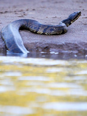 Baby Copperhead Snakes Season In Upstate Sc In August And September