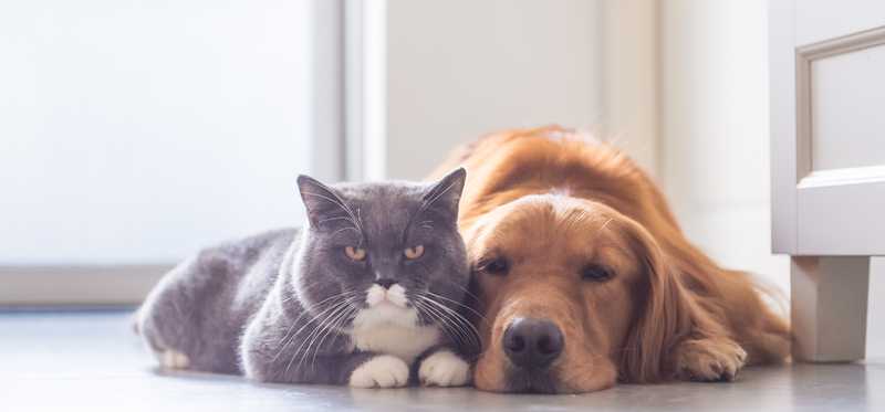 cat eats dog