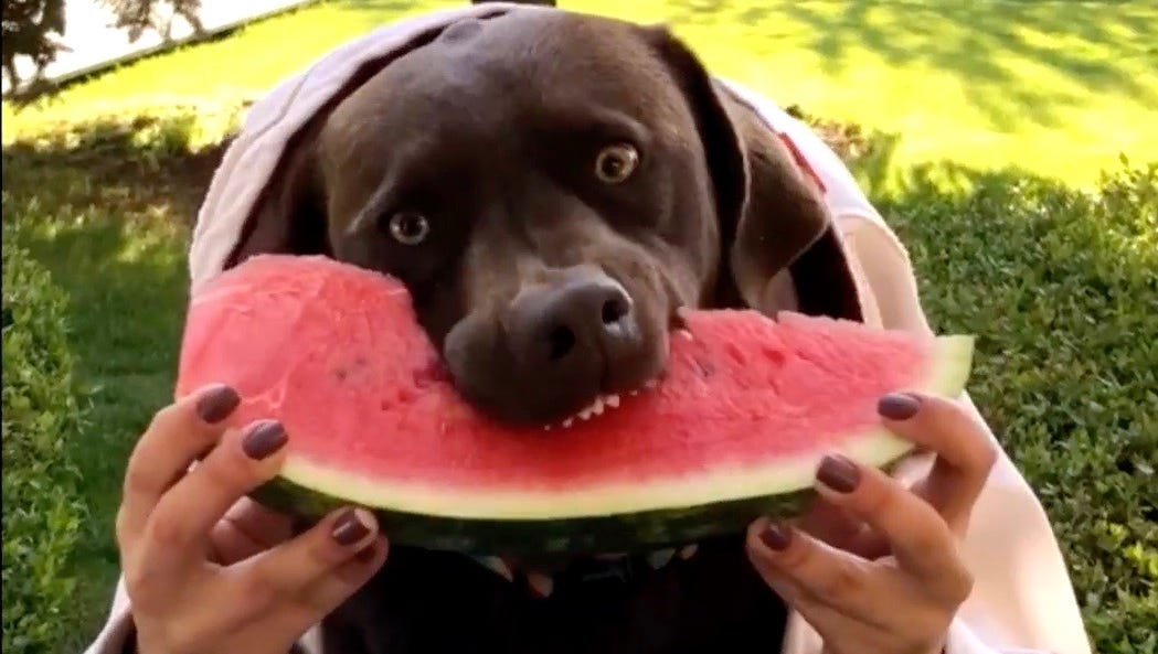 Howie Mandel And Instagram S Animalsdoingthings Create New Tv Show