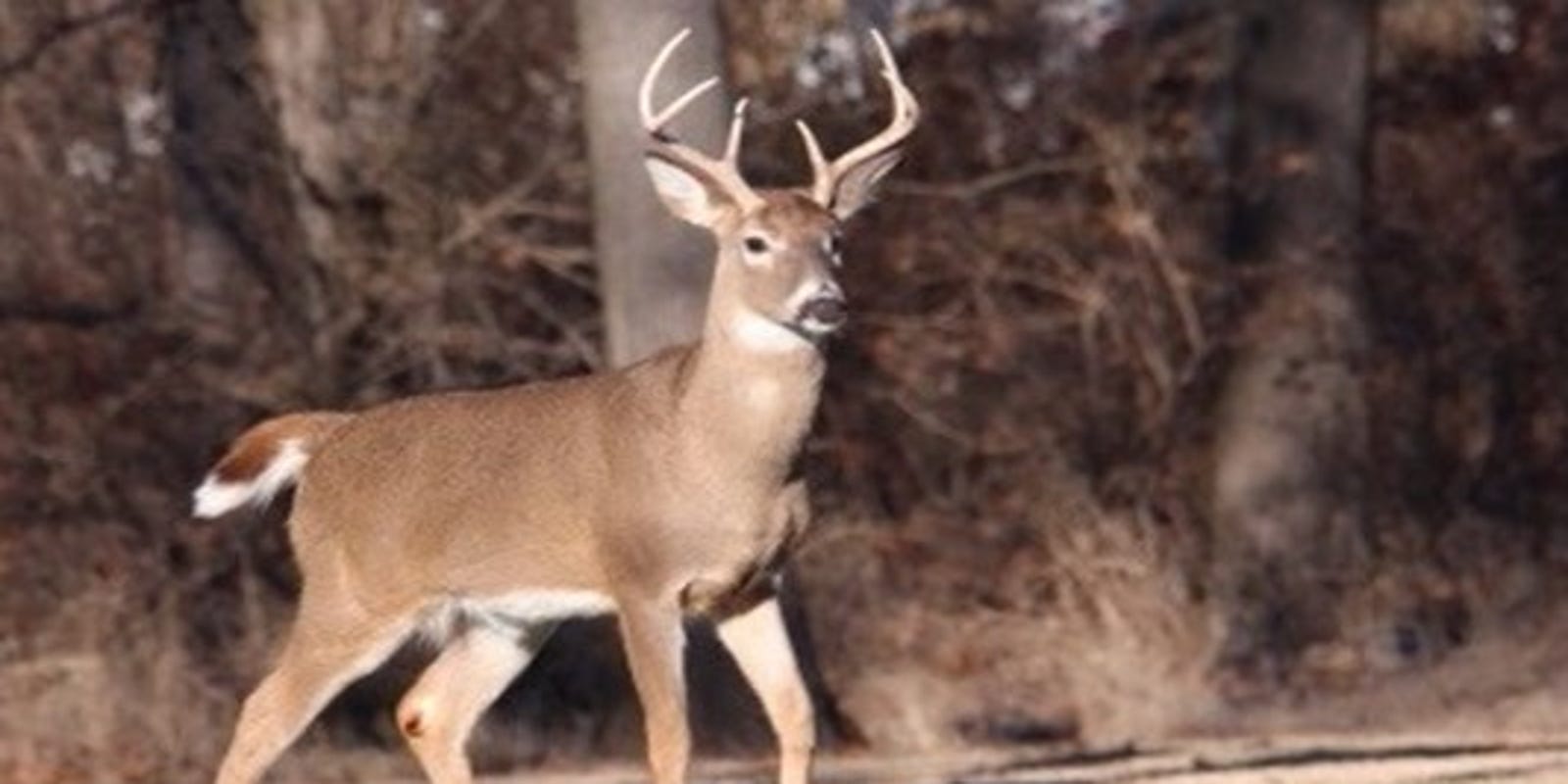 The Rules Of Roadkill