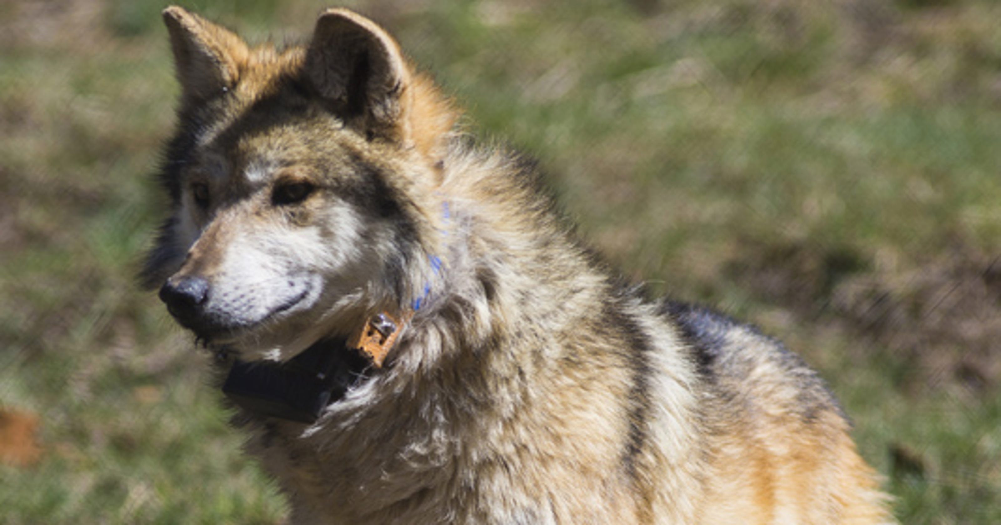 Arizona sues feds over regulations on Mexican gray wolves