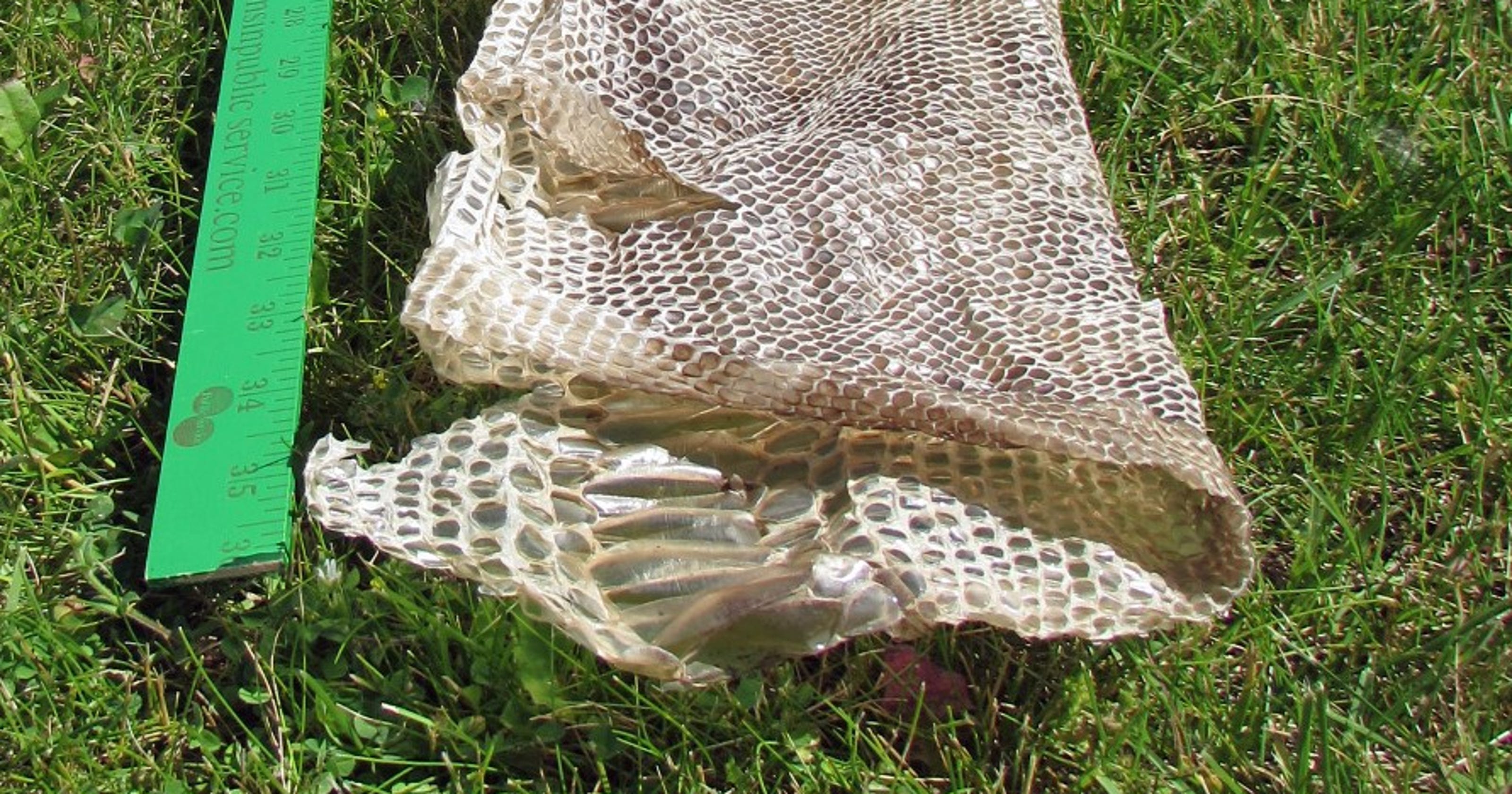 Snake skin a boa constrictor, not python