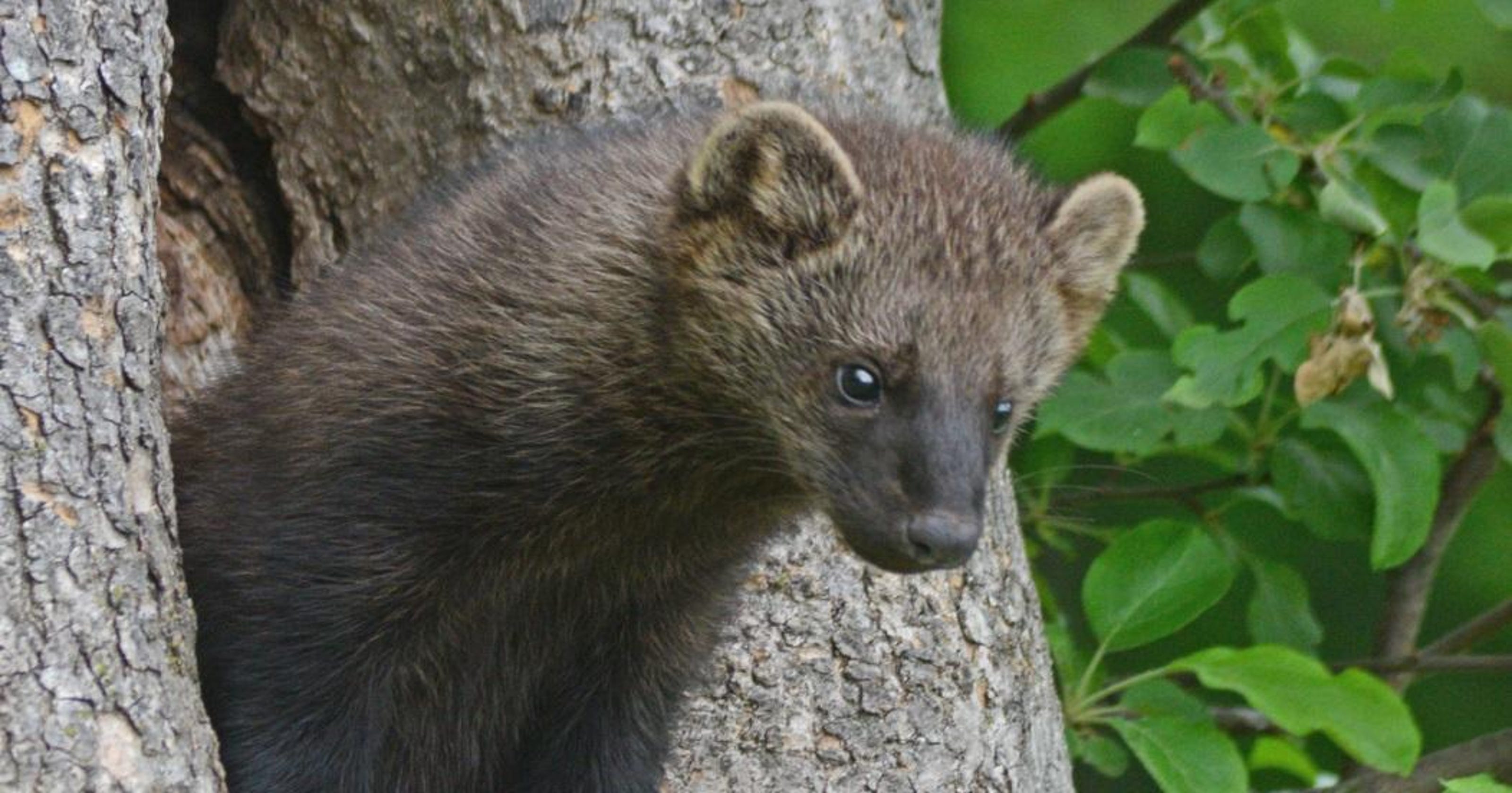 Beware of fisher cats in the area
