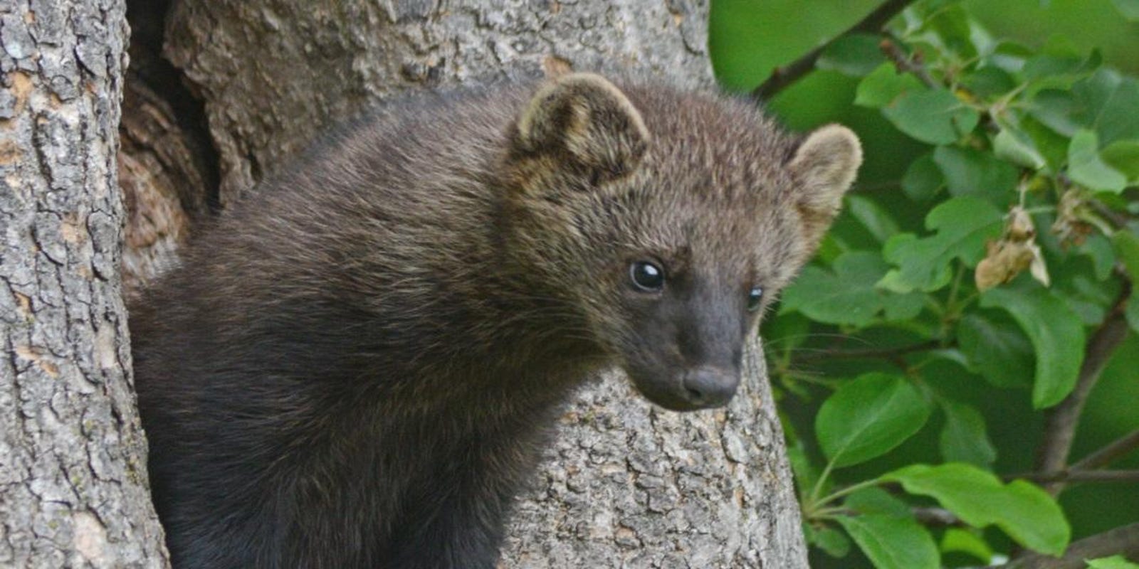 What States Have Fisher Cats