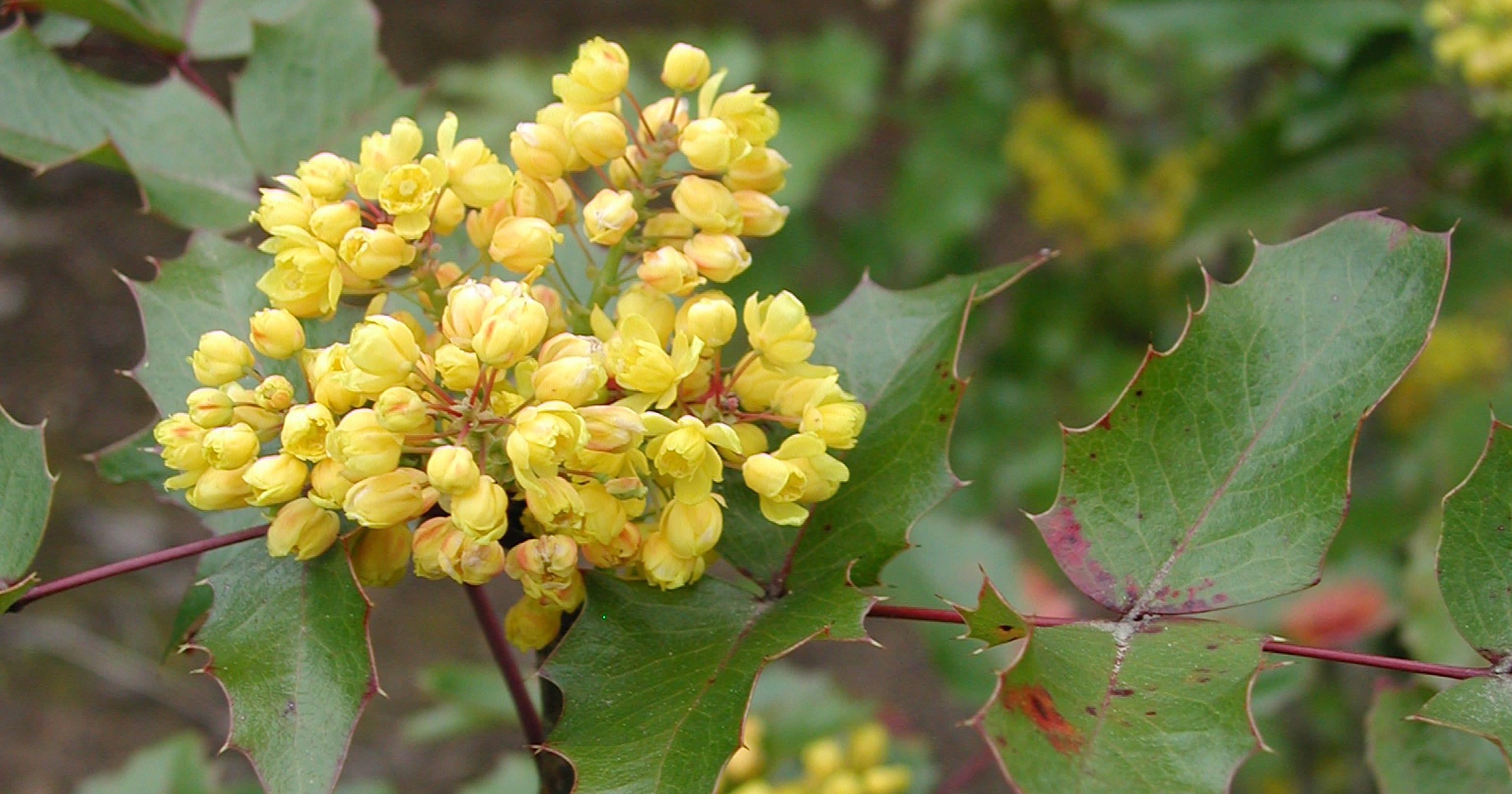 Thieves uprooting Oregon's state flower