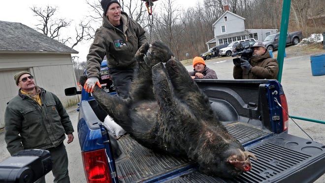 In this Dec. 8, 2014, file photo, Kim Tinnes, center left, with New Jersey's Division of Fish and Wildlife, weighs a 346-pound male bear brought for check-in on the first day of a state-sponsored bear hunt to the Whittingham Wildlife Management Area in Fredon, N.J.