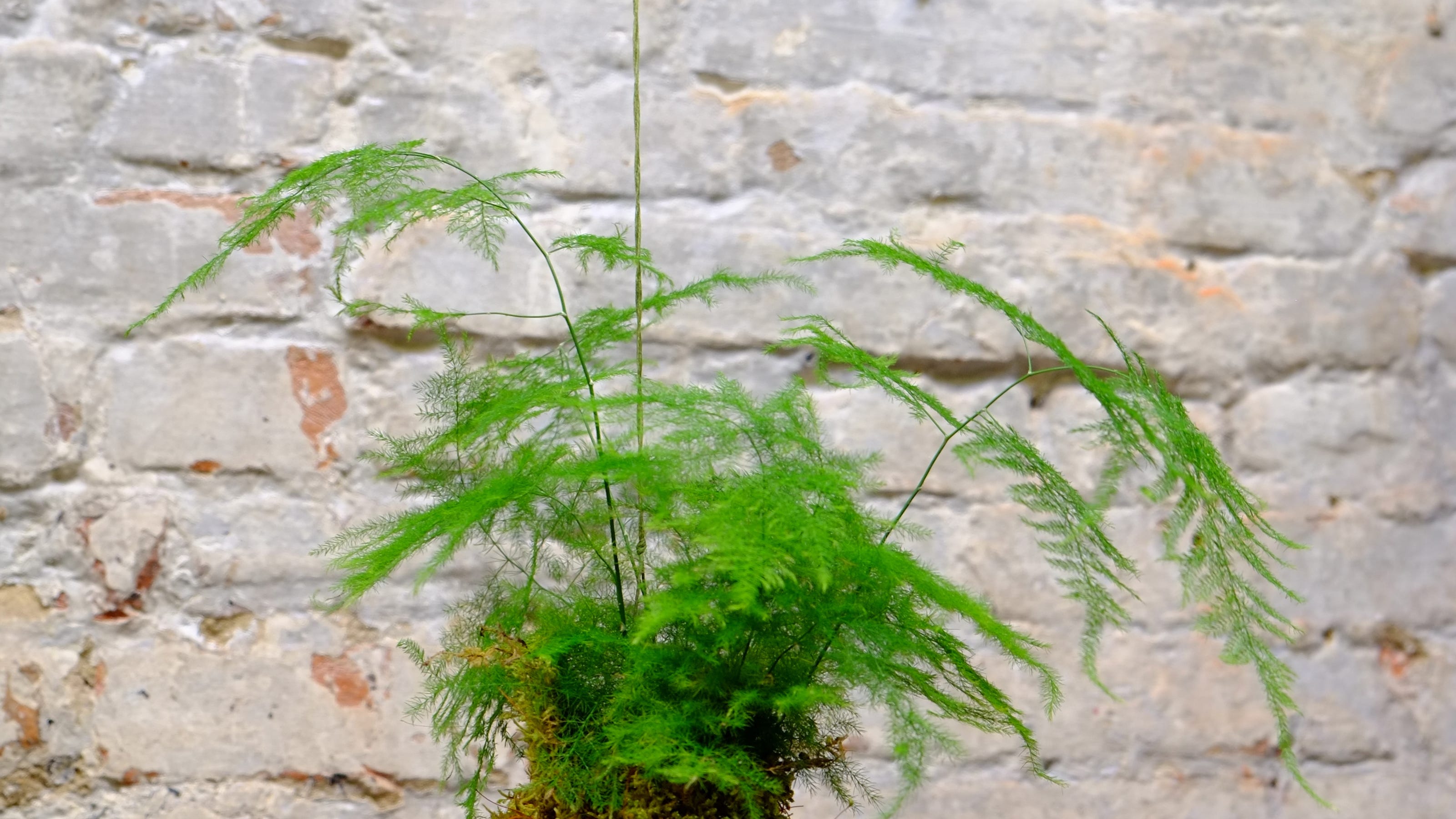 Kokedama: Japanese moss balls alternative to bonsai Kokedama: Japanese moss balls alternative to bonsai