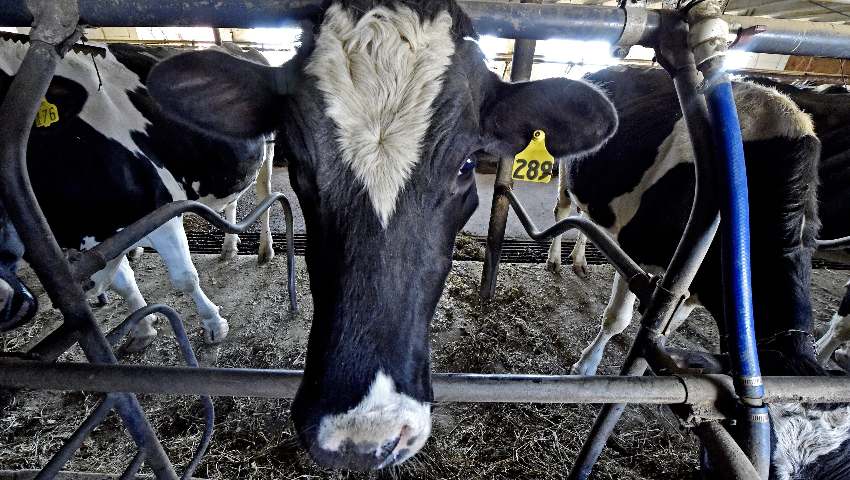 Dairy farmers explore option of selling cows as milk prices plummet