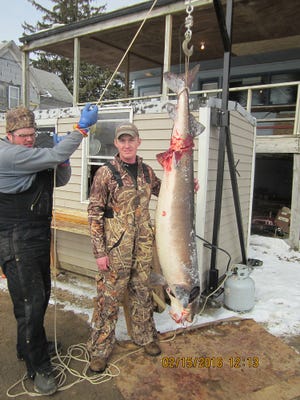 Daniel Bloesl registered the biggest sturgeon in the past two seasons Monday at Indian Point, harvesting this 77 inch, 147.9 pound female.