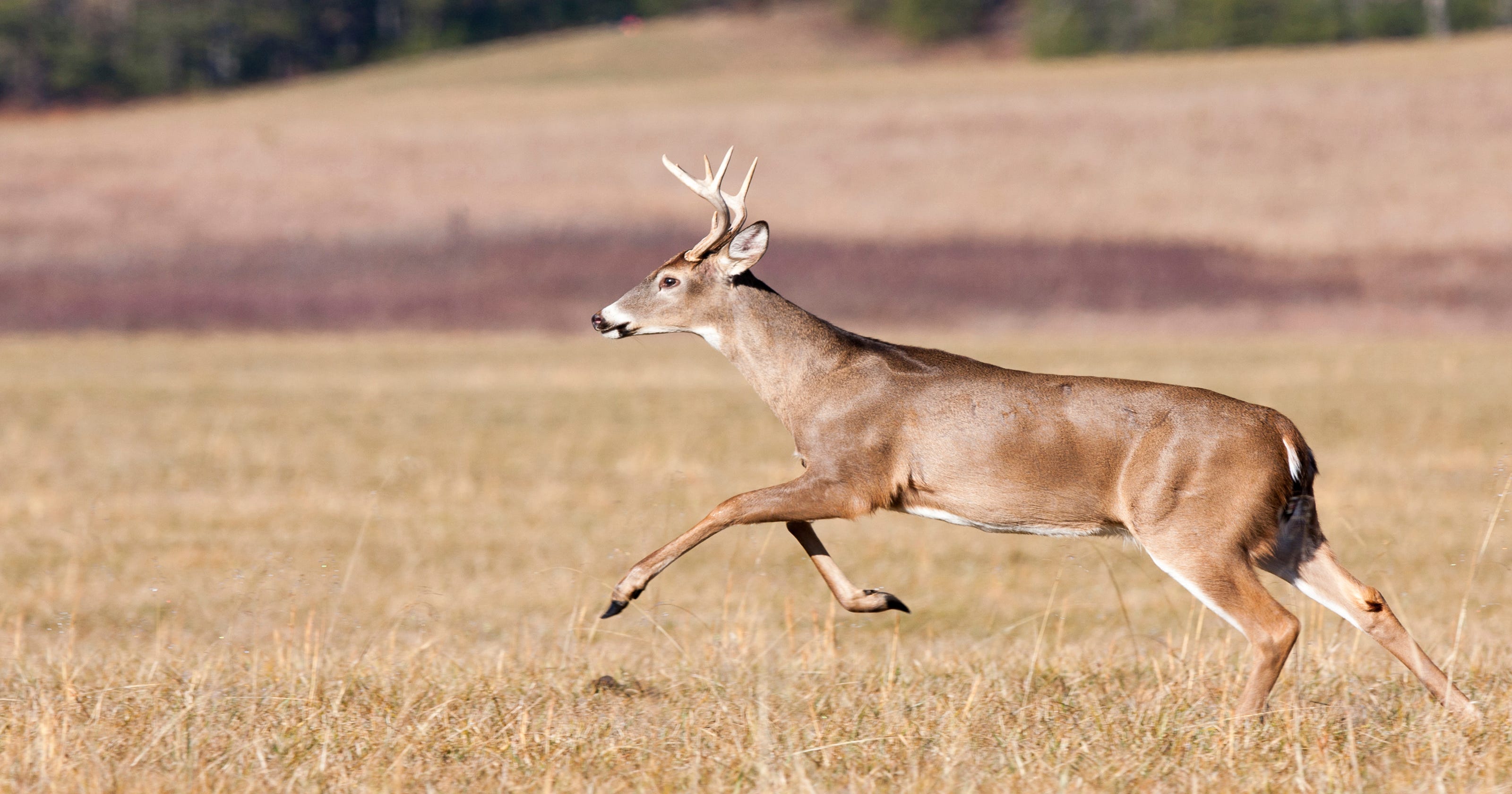Can Hawks Really Eat Deer? The Answer Will Surprise You! - gkbozmh