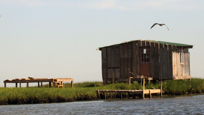 An osprey circles the duck hunting shed located on Bush Island near Station Cove in the Rehoboth Bay.