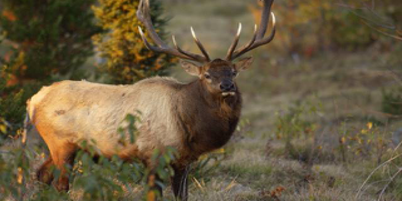 After 99 years, Michigan’s elk herd is flourishing