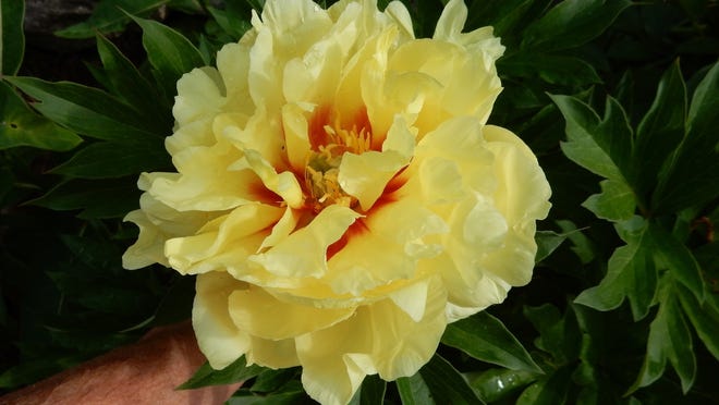 This striking peony is 'Bartzella,' a semi-double Itoh hybrid that has won a number of horticulture awards.