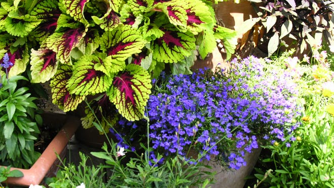 
Coleus showing out in a container garden mixture.
