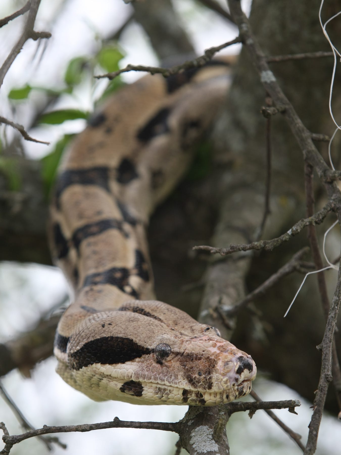 pet boa constrictor in mobile home park pet boa constrictor in mobile home park