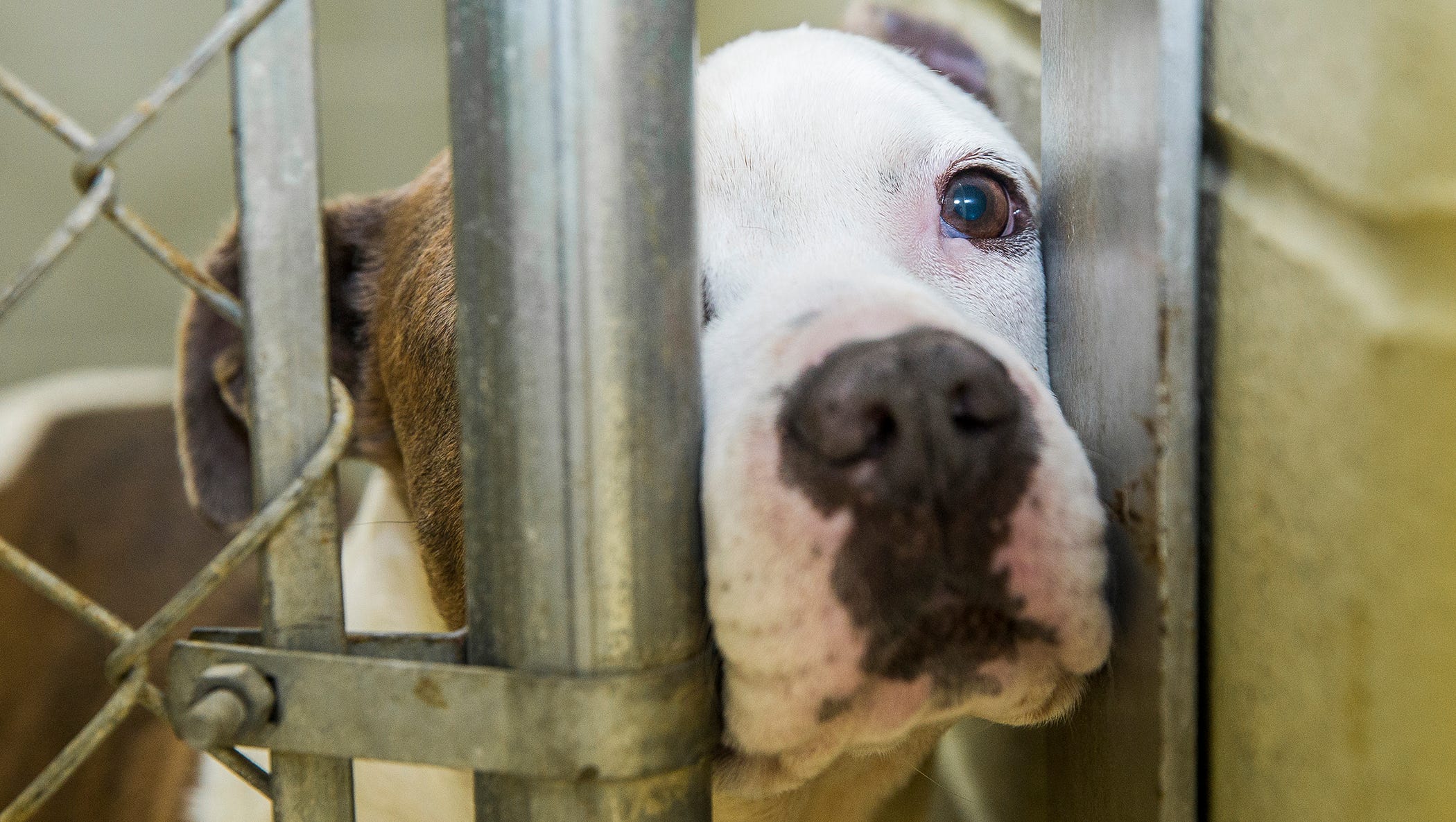 Muncie animal shelter extending its dog and cat adoption deals through  November