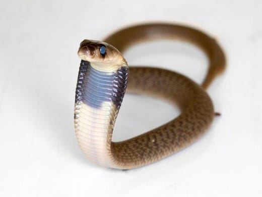 one of five cape cobras that hatched at zoo atlanta