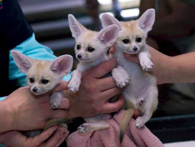 The Living Desert Zoo Welcomes Baby Fennec Foxes