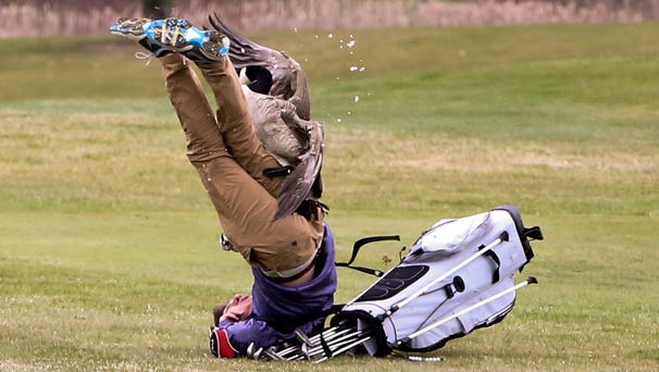 A goose attacks golfer Isaac Couling of Concord...