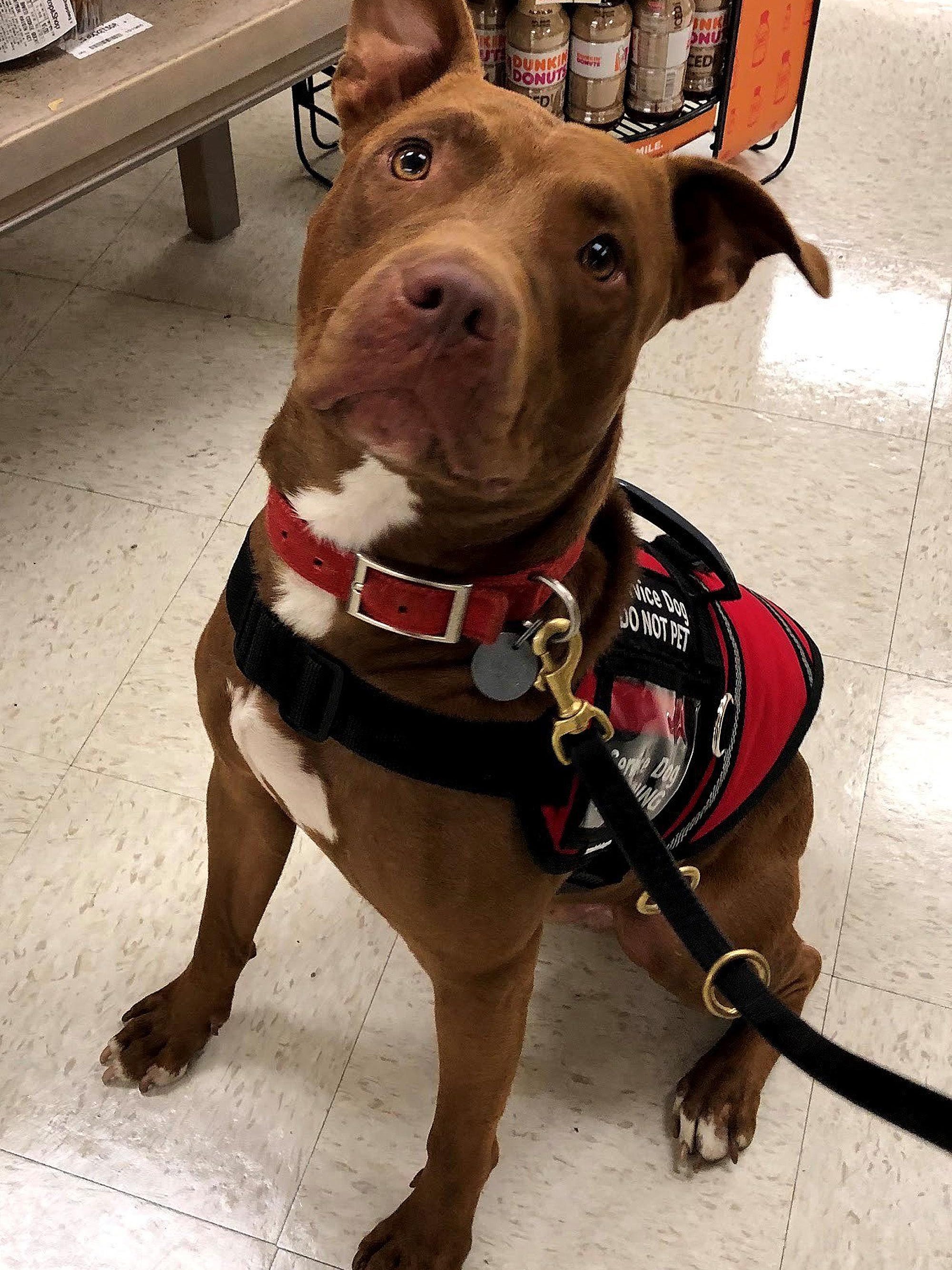 Can Pitbulls Be Service Dogs