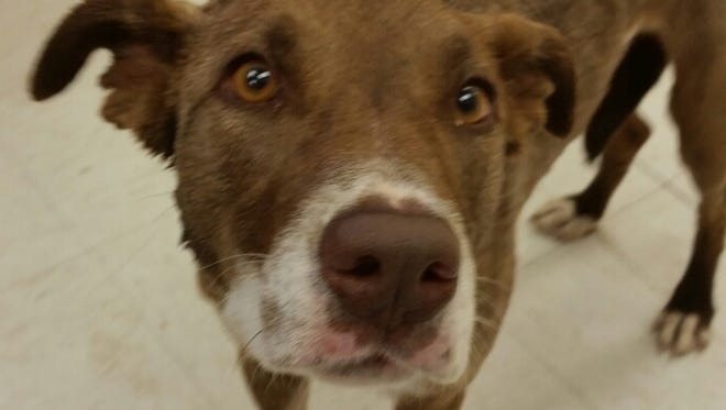 This brown and white female Collie mix is about 3 years old. She is not fixed. She was found in the White Sands Community. For more information about adopting a Pet of the Week or other furry friends visit Alamogordo Animal Control, 2910 N. Florida Ave., Monday through Saturday between noon and 5 p.m. or contact them at 439-4330.