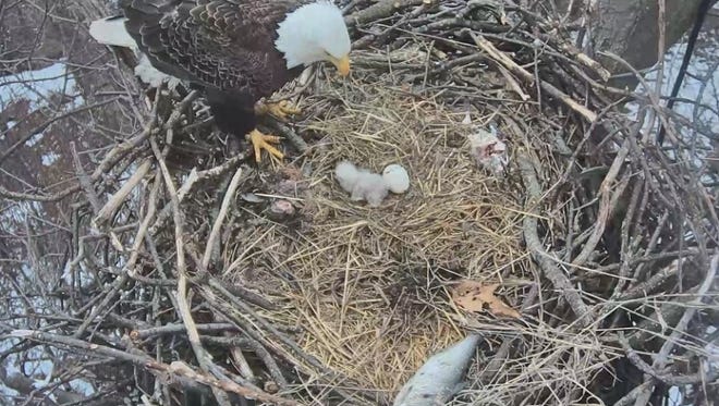 An adult eagle feeds the new eaglet in in the Hanover-area eagles nest Tuesday, March 21, 2017. The watch is now on for the second egg to hatch.