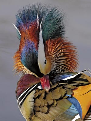 Nature’s Best Photography includes 50 large-scale photographs, including this one of a Mandarin duck taken by Russ Burden.