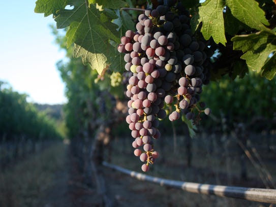 In July, Cabernet grapes in the Napa Valley get their