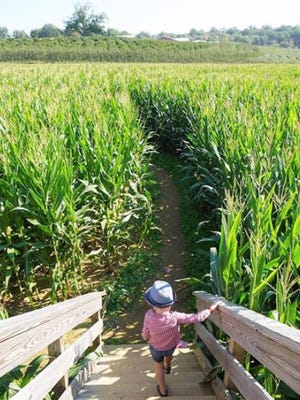 Alstede Farms corn maze.