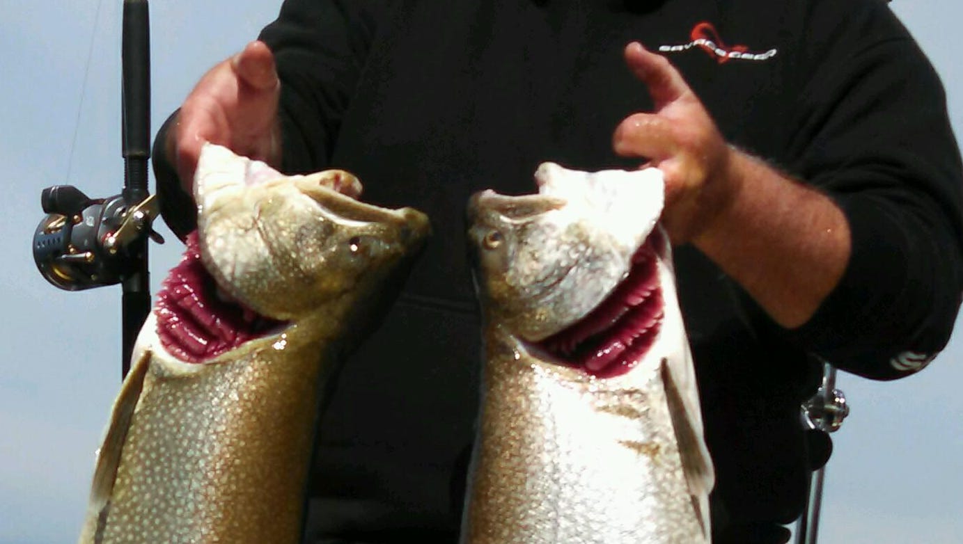 Michigan DNR cuts lake trout stocking, adds salmon