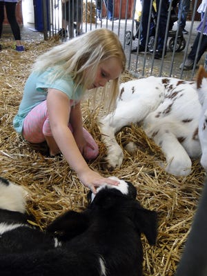 Katalayah Martin, 6, Jefferson, enjoyed petting baby calves, Ernie, born May 1 and ADA born May 6 at the Jefferson County Dairy Breakfast on May 19, 2018.