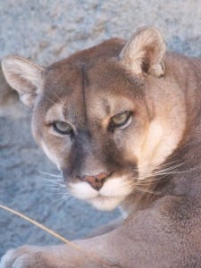 Mountain Lion or Cougar