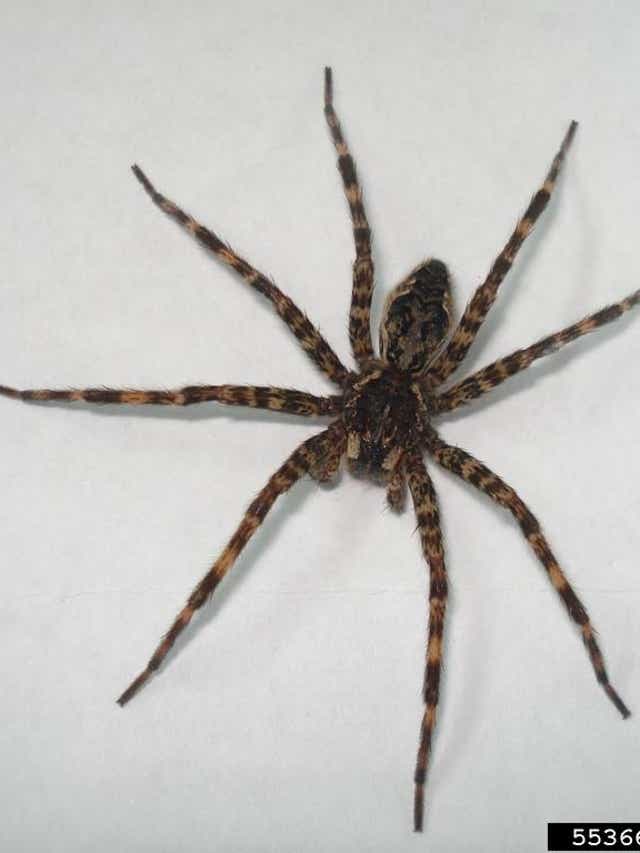 Scary Michigan Spiders Brown Recluse 4 Others To Watch For