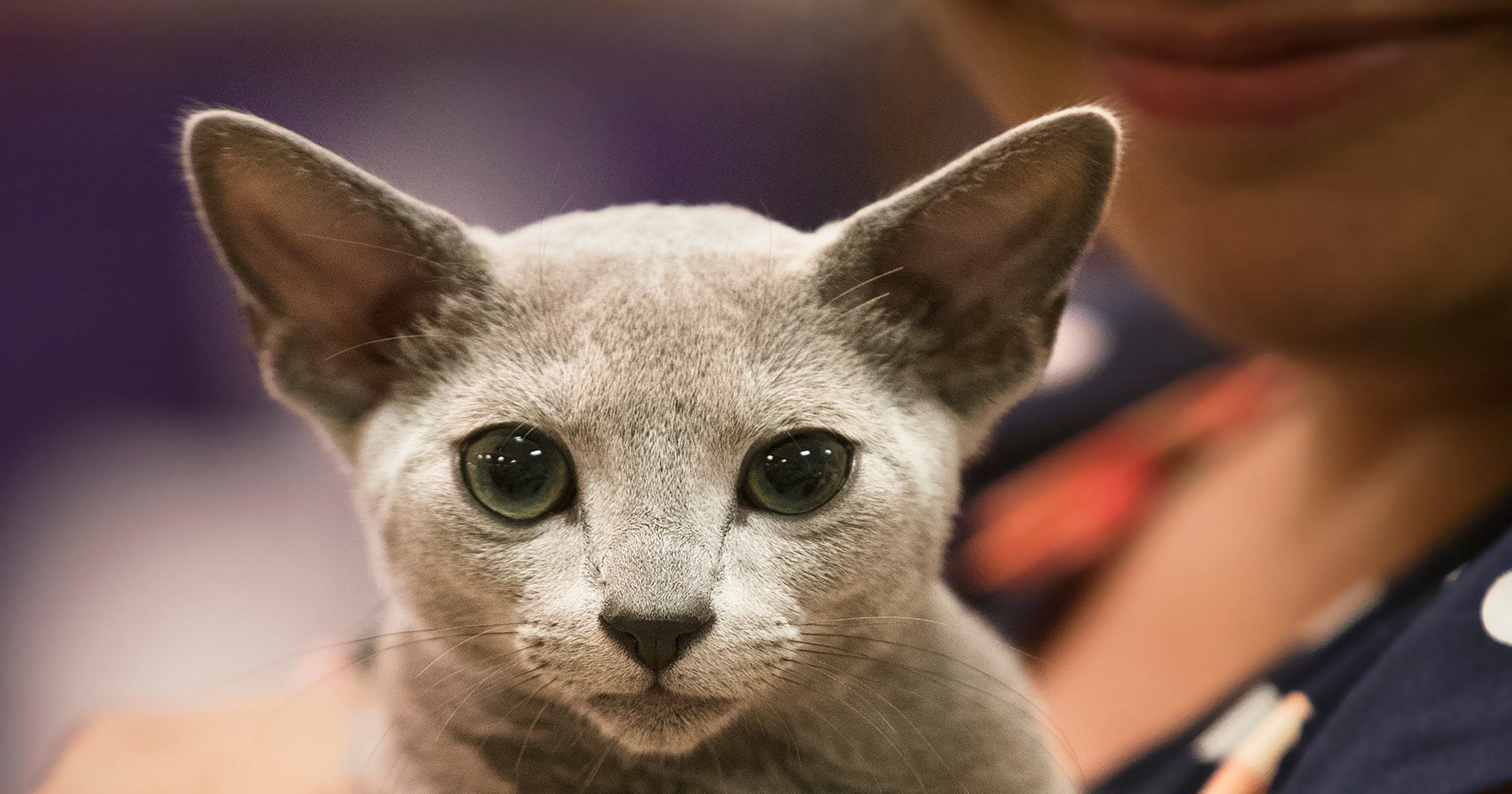 For the soul All breed cat  show with adoptions returns 