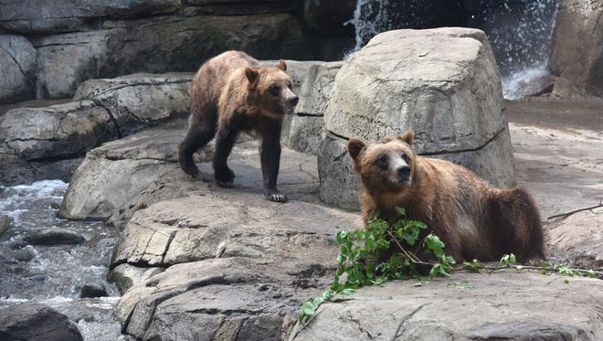 Bears at the Great Plains Zoo in Sioux Falls, S.D. on Saturday, June 23, 2018.