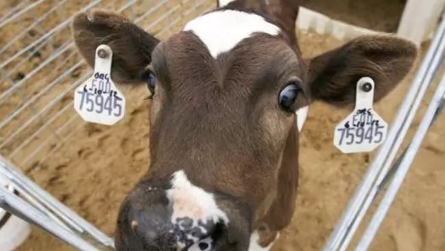 This curious young dairy calf is one of the animals visitors can see on tour at Fair Oaks Farm.