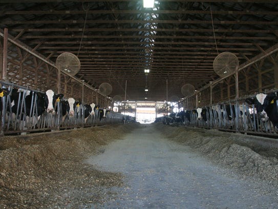 Approximately 1,200 head of dairy cattle are housed