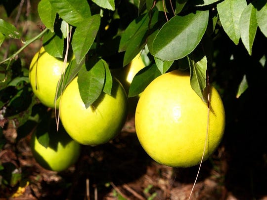 Get Wallpaper Why Is My Meyer Lemon Tree Dropping Its Leaves Free HD