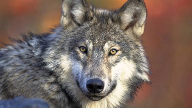 
The Natural Resources Commission will not schedule a hunt of gray wolves in the Upper Peninsula this year.
