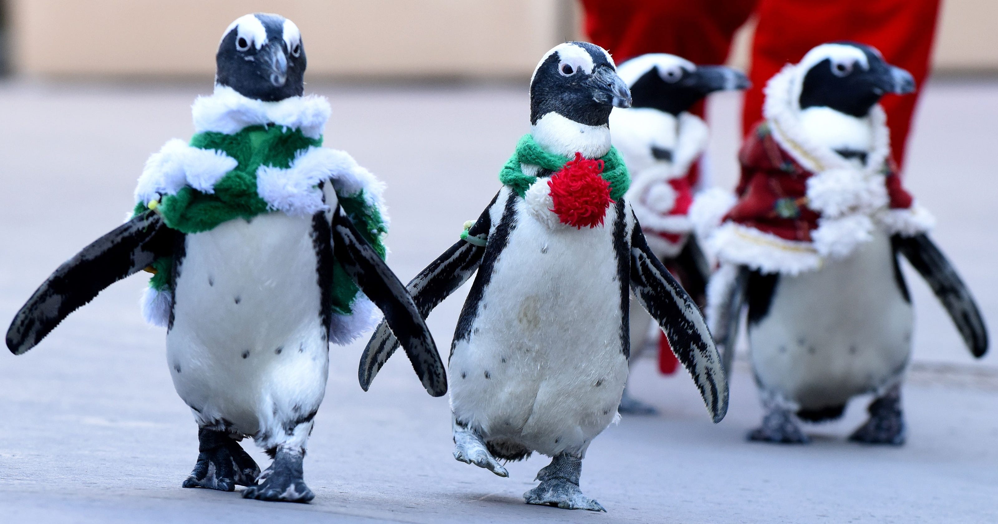 Christmas penguins on parade Christmas Penguins