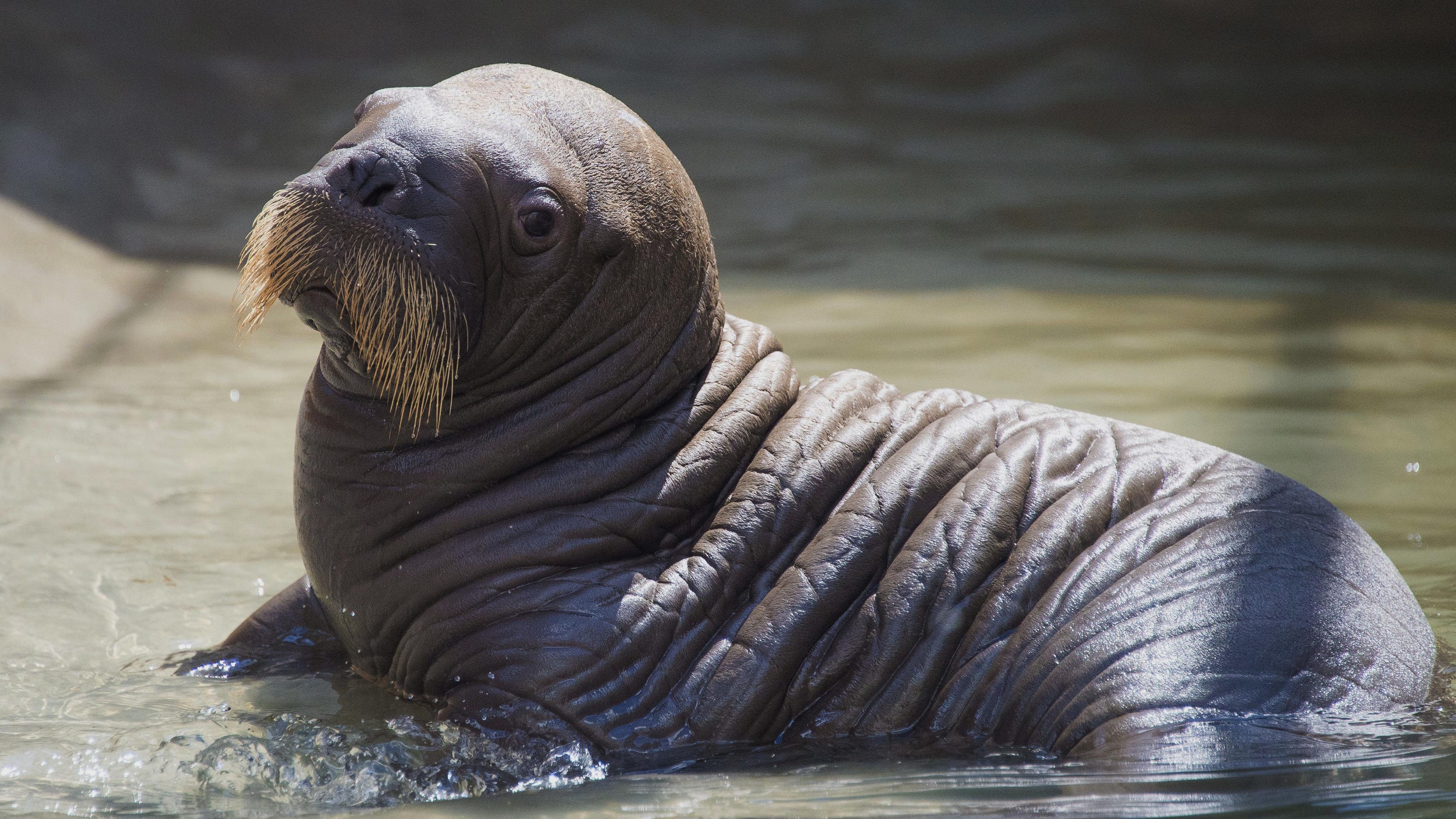 Baby walrus born at SeaWorld Orlando in Florida