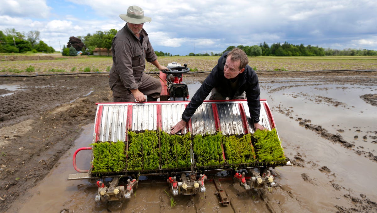 Photos Growing rice in Wisconsin