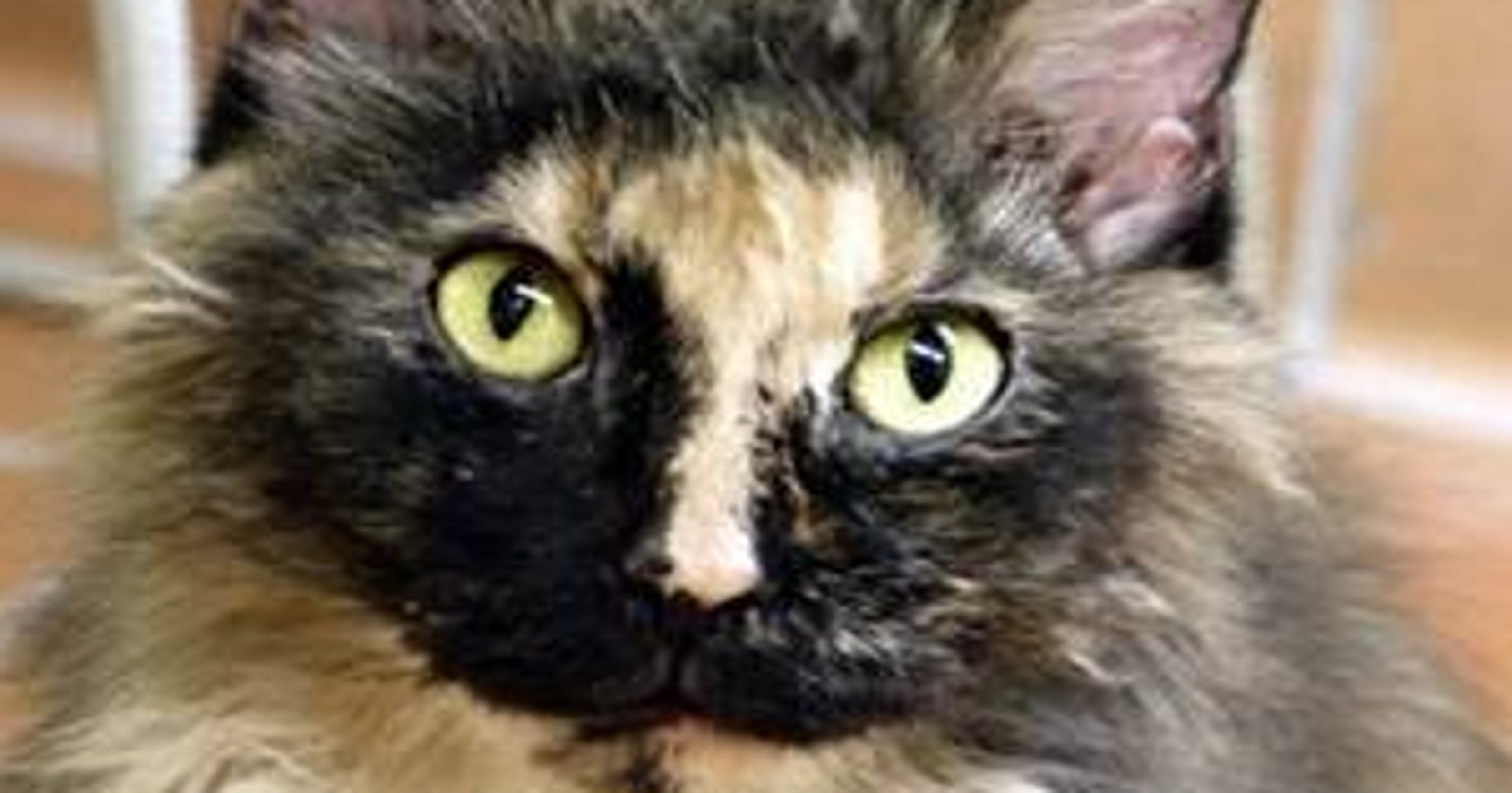 Ingham County Animal Shelter Reduces Pet Adoption Fees By 75