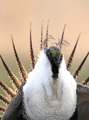 A sage grouse in the Curlew National Grasslands, south of Rockland, Idaho.